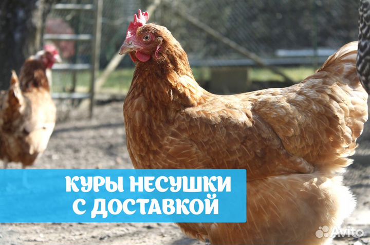 Куры несушки