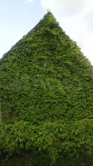 Дом 50 м² на участке 10 сот.