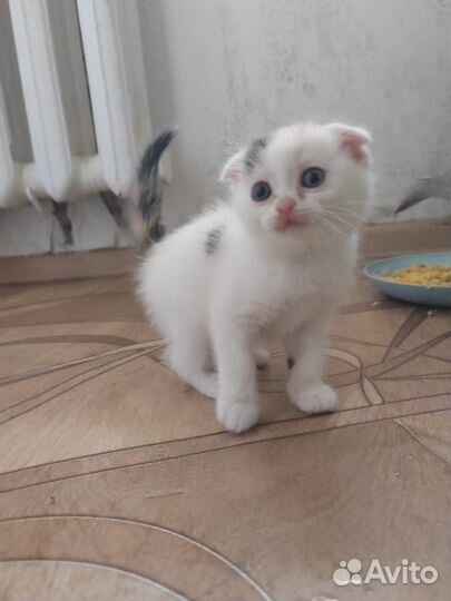 Котята в дар