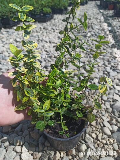 Бересклет Форчуна Эмеральд Голд, зкс п9