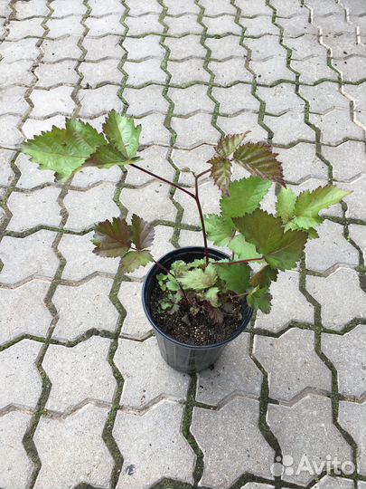 Саженцы ежевики Понка, Кеддо