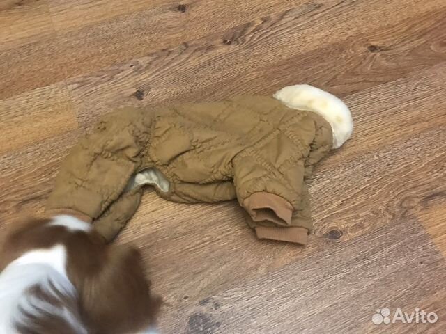 Одежда для собак S