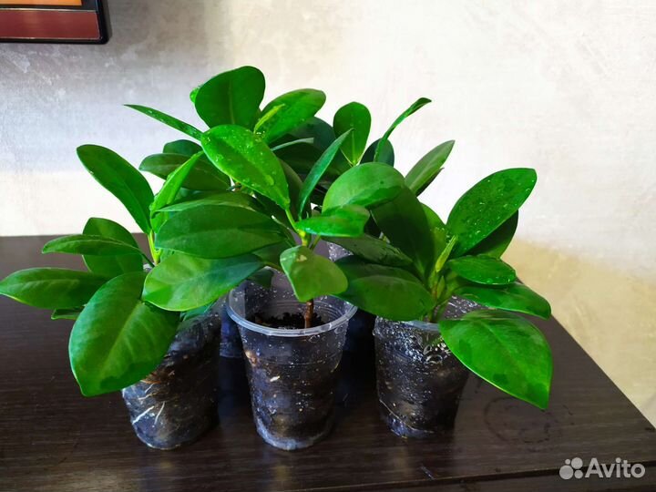 Фикус мокламе