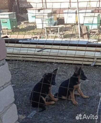 Немецкая овчарка