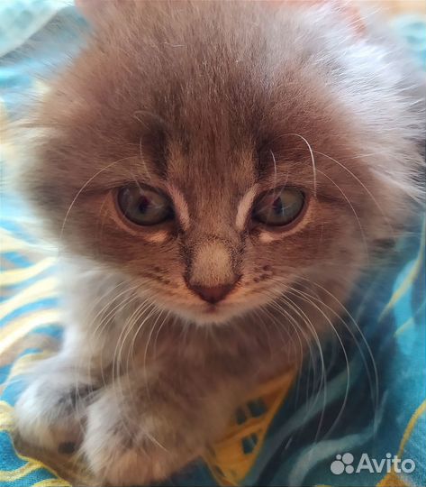 Отдам вислоухих котят