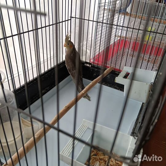 Попугай корелла птенец