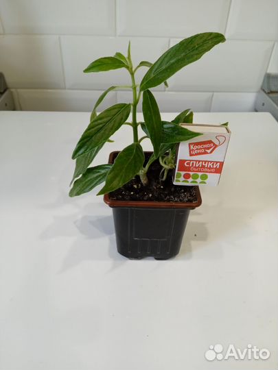 Колумнея Шида - Columnea Schiedeana