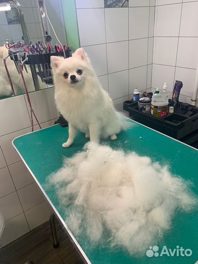 Немецкий шпиц вязка мальчик