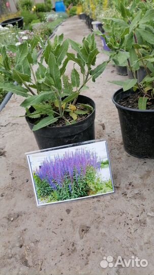 Чернозем,Навоз Коровий,Грунт,Перегной 2г,1/30т