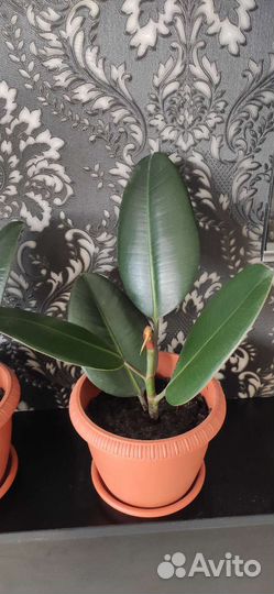 Фикус каучуконосный