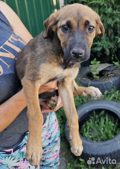 Щенок в добрые руки