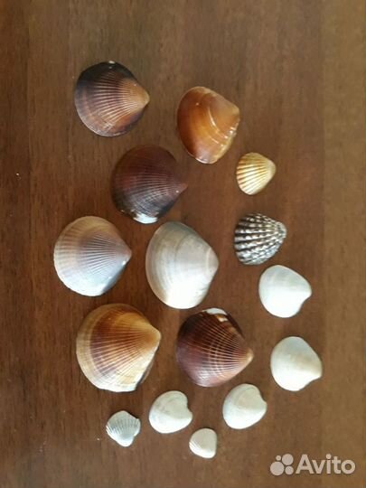 Морские ракушки раковины