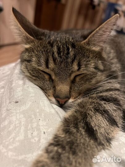 Потерялась кошка