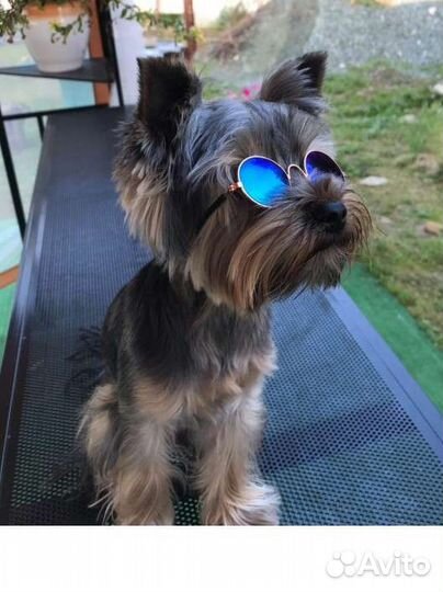 Очки для собак и кошек