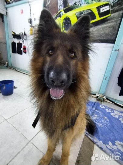 Немецкая овчарка длинношерстная вязка