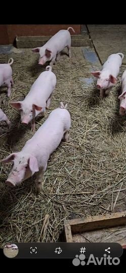 Поросята ландрас