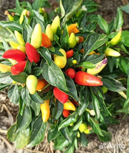 Перец комнатный острый и карликовый томат семена