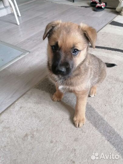 Щенок лайки девочка в добрые руки