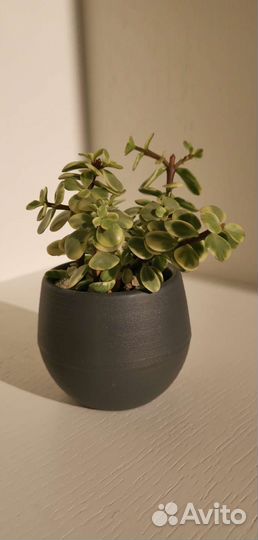 Портулакария вариегатная