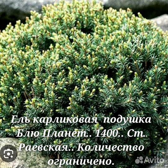 Криптомерия, лавровишня вариегатная
