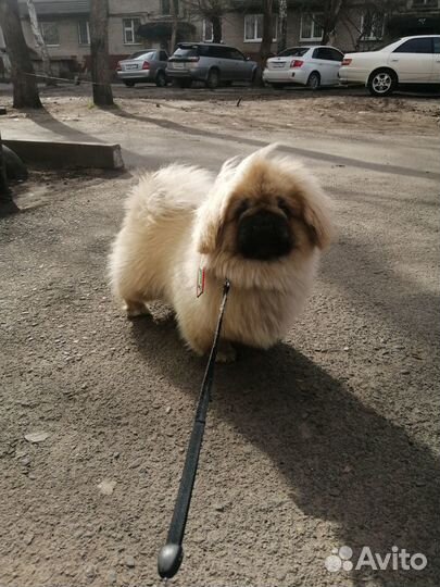 Вязка пекинес