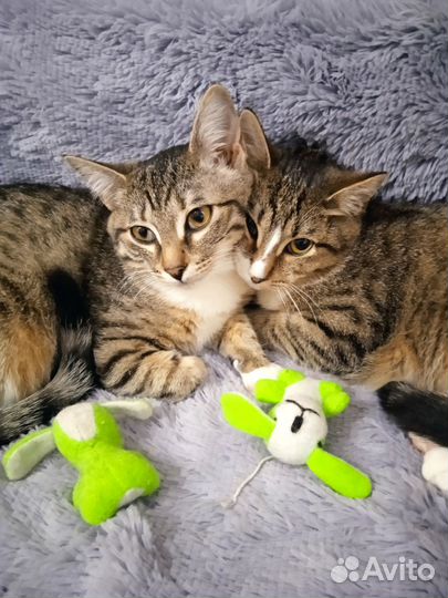 Ласковая девчушка