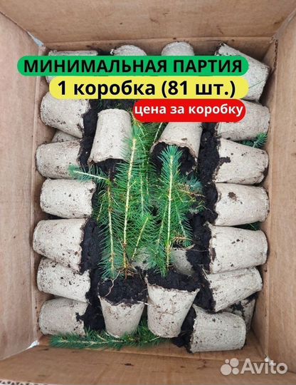 Саженцы сосны зкс в розницу