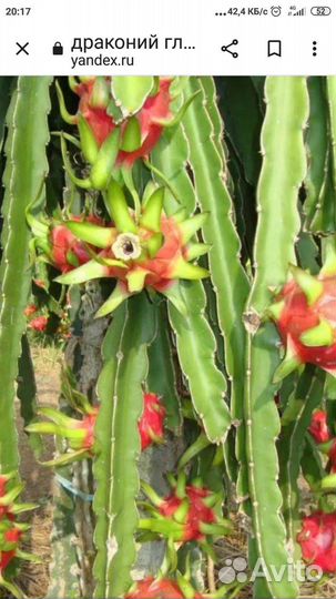 Комнатные растения цветы