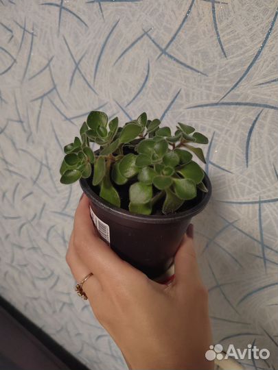 Комнатные цветы