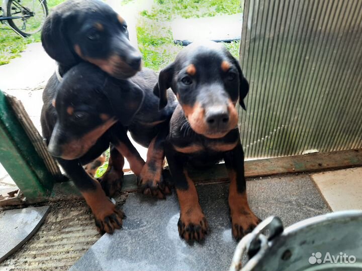 Щенки добермана девочки