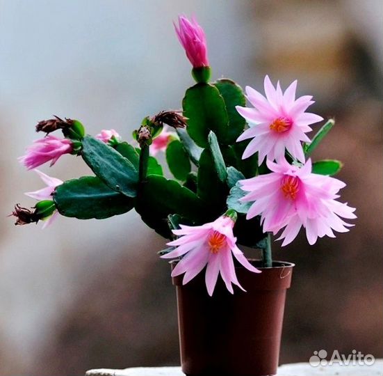 Рипсалидопсисы (пасхальники)