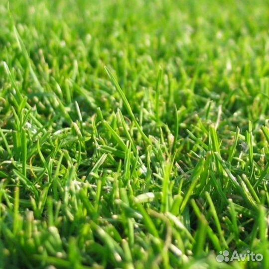 Газон универсальный спорт придорожный