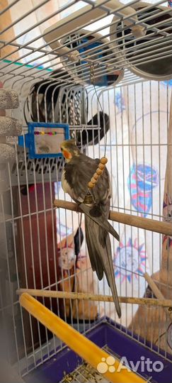 Попугай корелла с клеткой