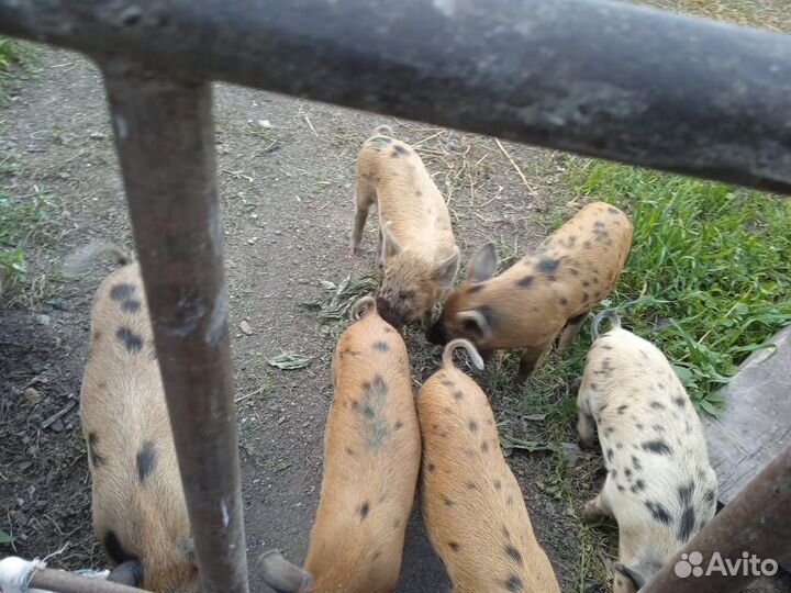 Поросята 1.5 месячные