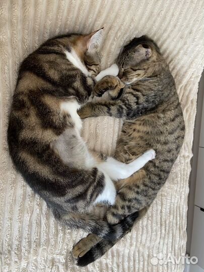 Кошки День с кошками