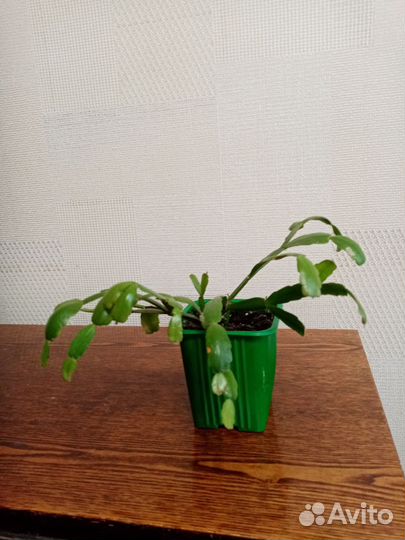 Декабрист, хлорофитум