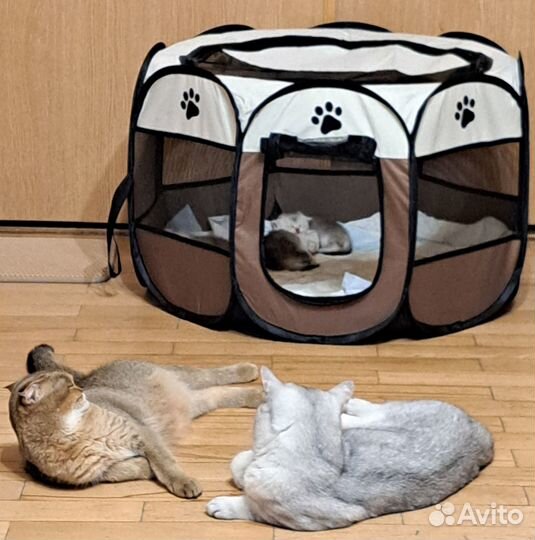 Шотландские вислоухие котята шиншилла