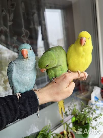 Ручной ожереловый попугай выкормыш зелёный
