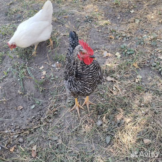 Молодые петухи