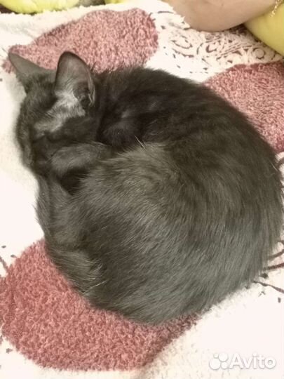 Котенок девочка (2-3 месяца) обработана