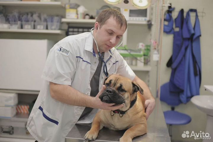 Ветеринарный врач