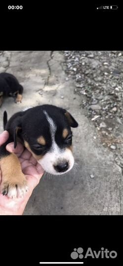 Питбуль в добрые руки