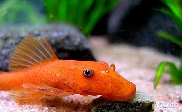 Анциструс супер ред