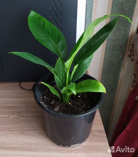 Спатифиллум