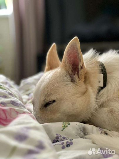 Зоогостиница, отель, платная передержка собак