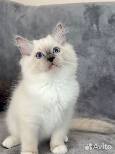 Котята рэгдолл