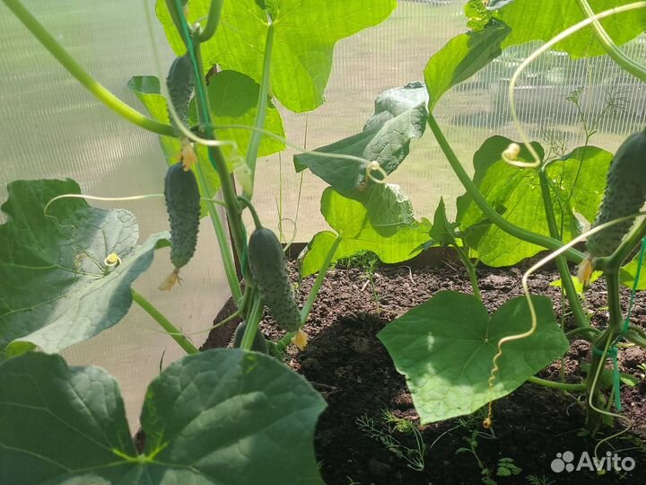Огурцы домашние