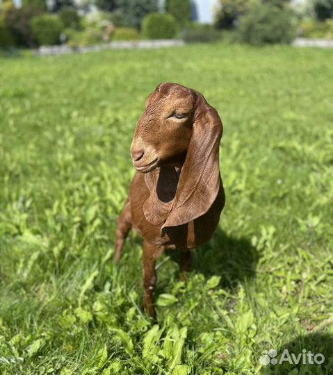 Коза Камори