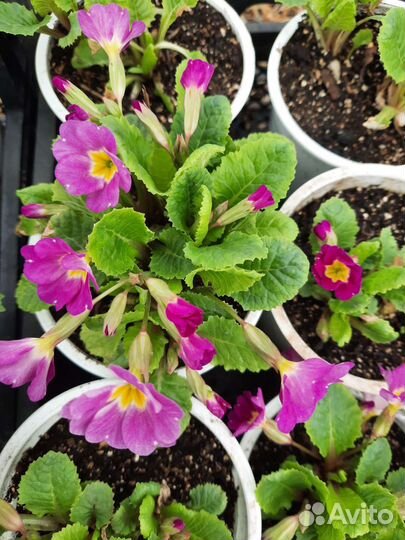 Цветы примула