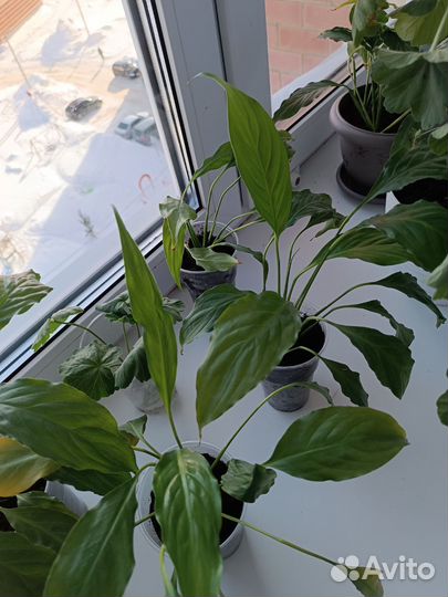 Спатифиллум